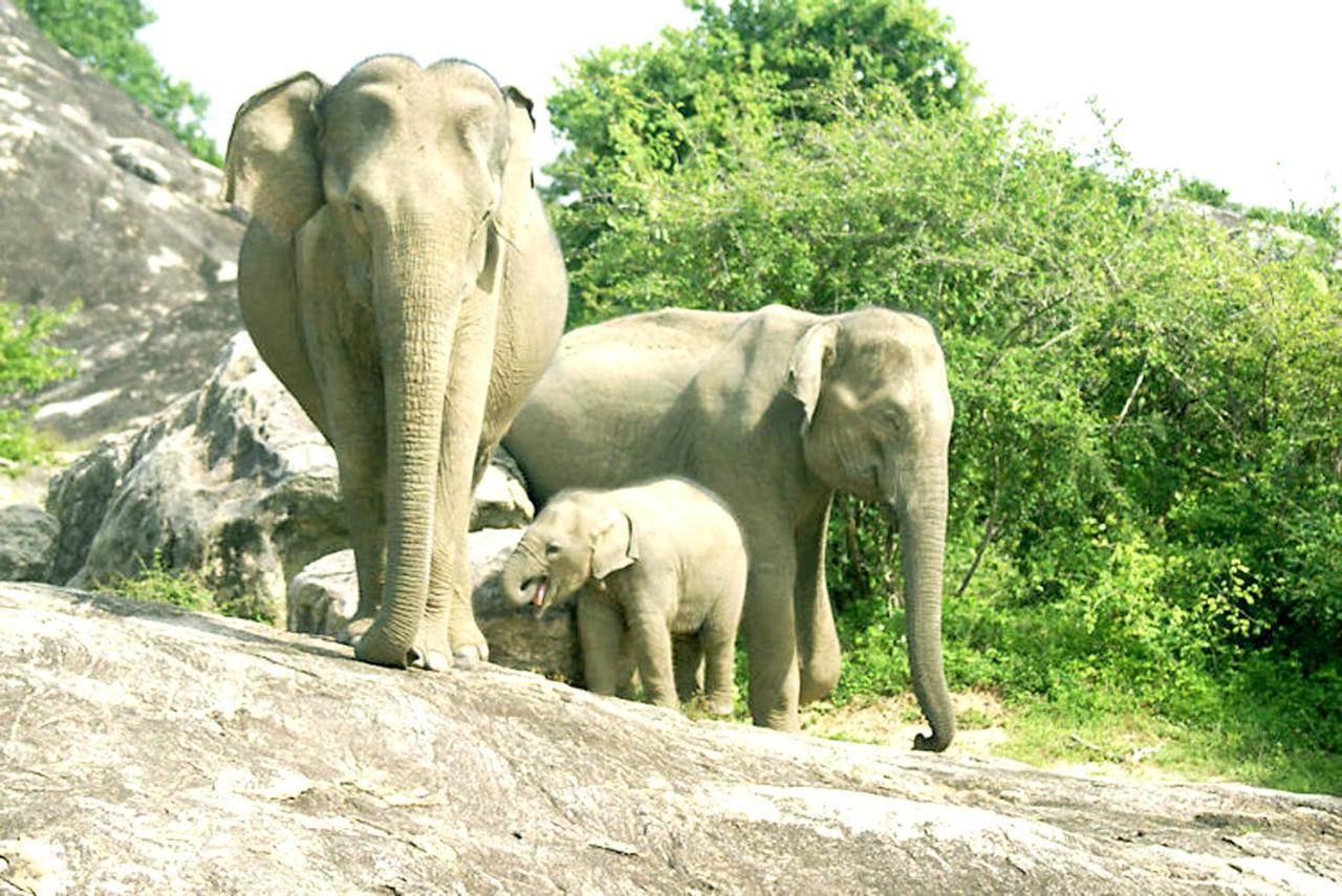 Eagle Safari Family Bungalow อุดาวาลาเว ภายนอก รูปภาพ